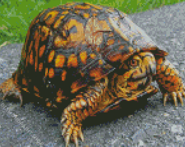 Eastern Box Turtle – Diamond Paintings